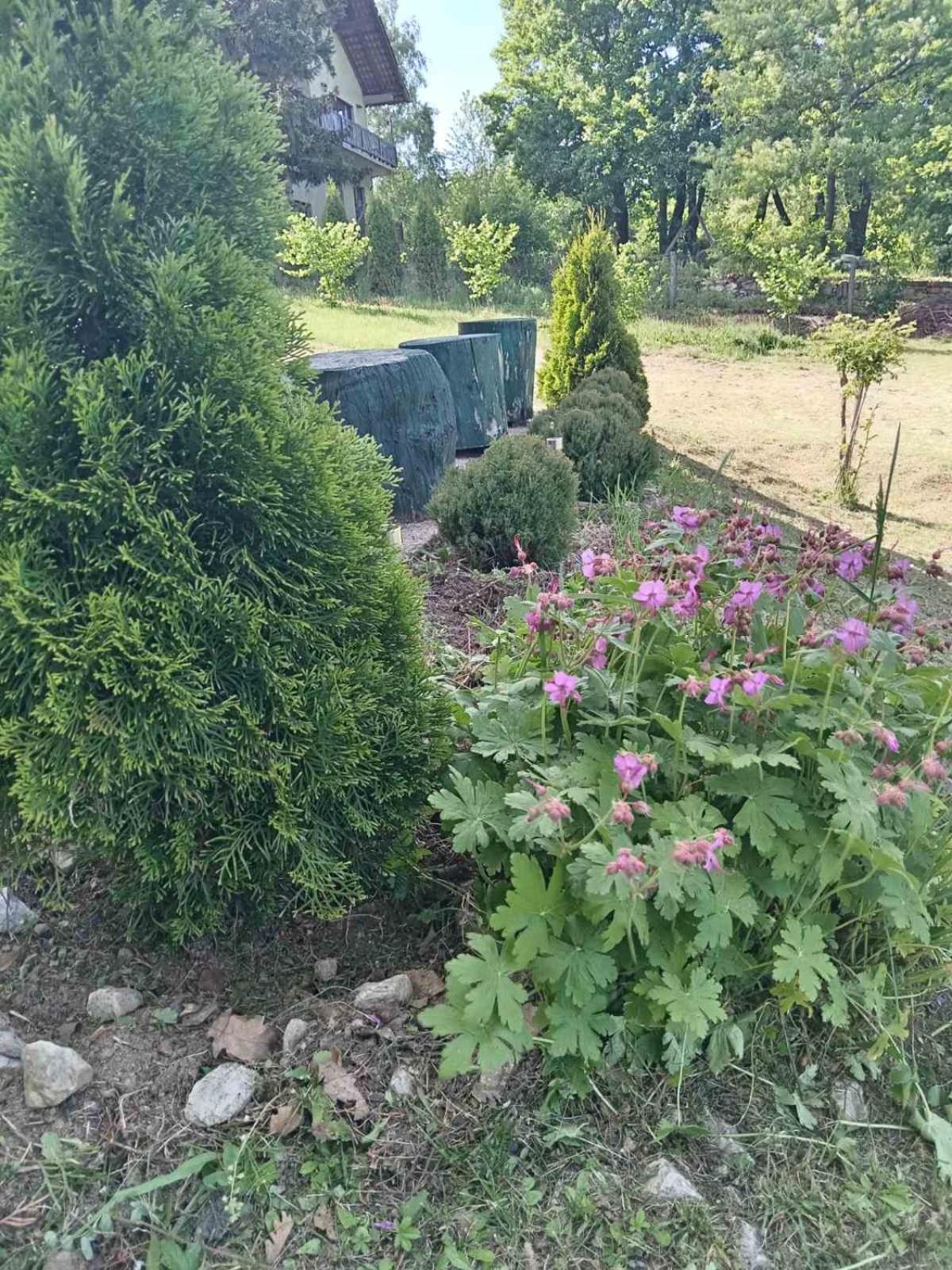 Vila Tea Borsko Jezero 빌라 외부 사진